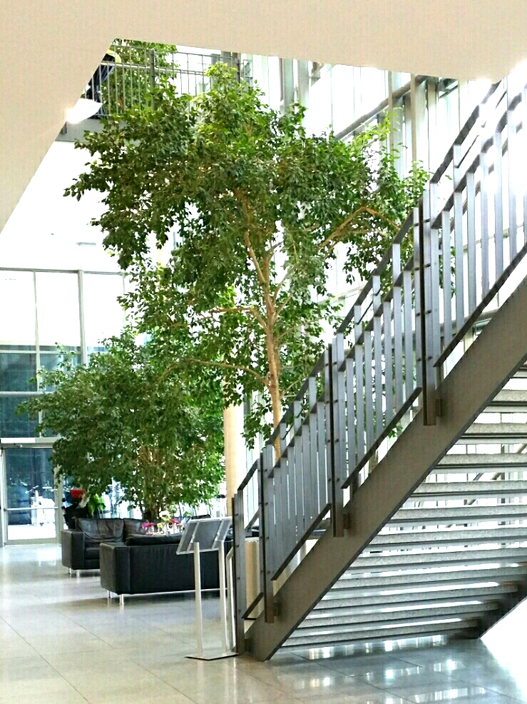 Ficus benjamina Kronenstamm