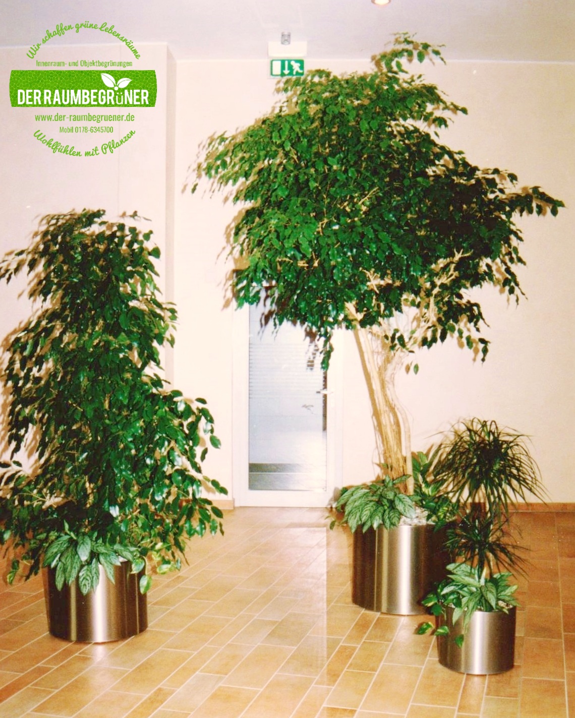 Ficus benjamina Hochstamm