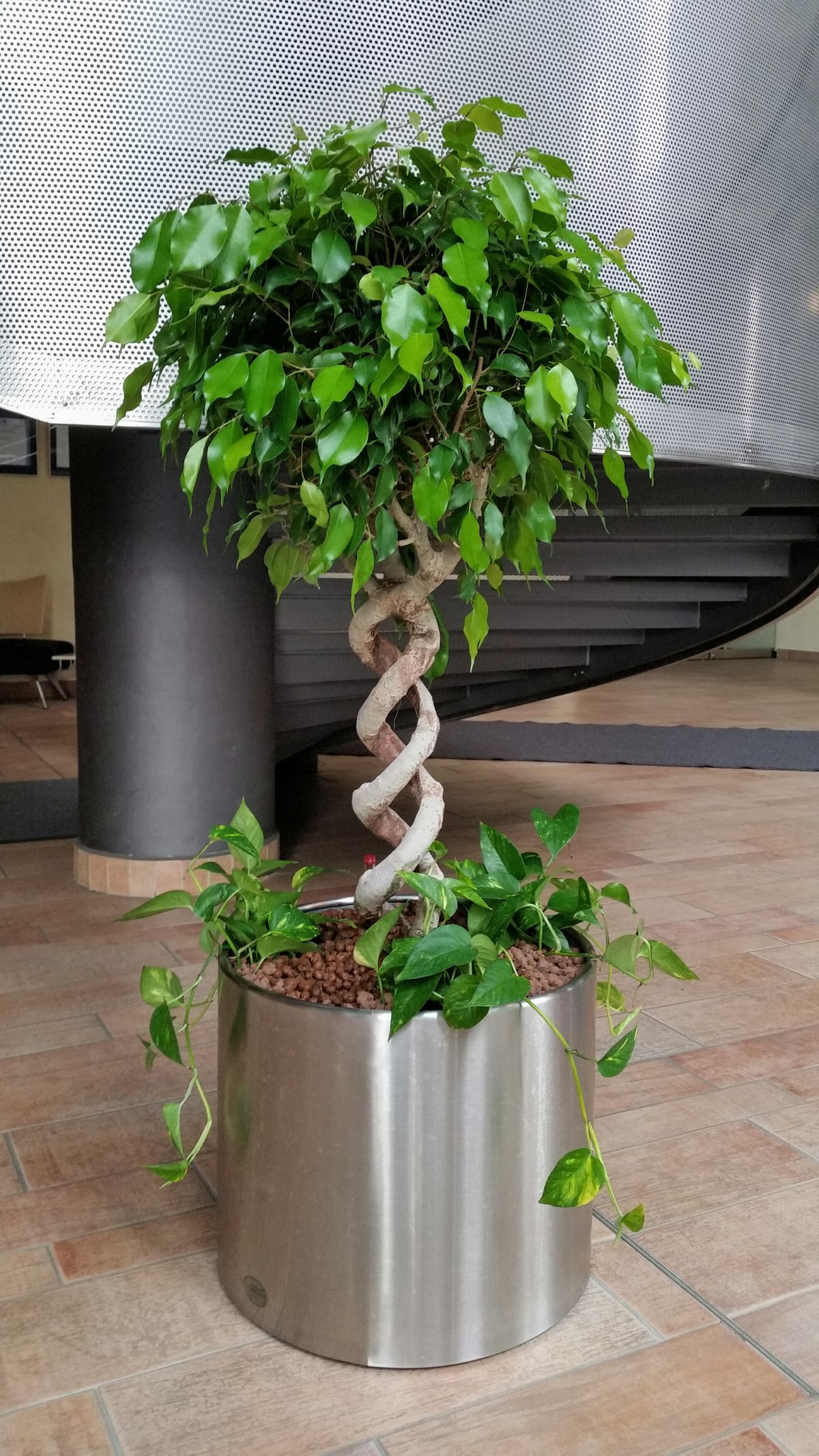 Ficus benjamina gedrehter Stamm