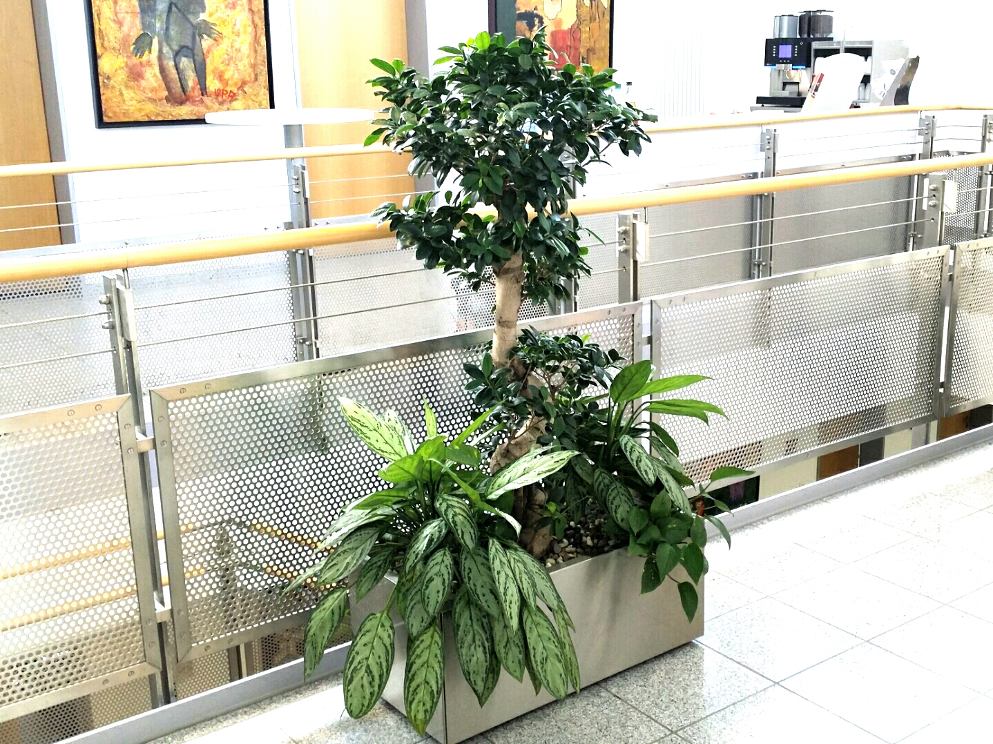 Ficus microscarpa